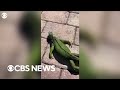 What to know about Florida's massive falling iguanas when temperatures drop