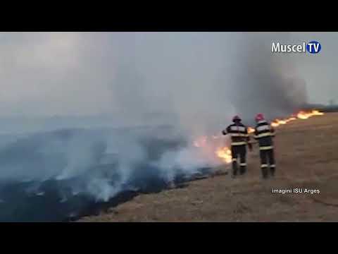 Jurnal MUSCEL TV 04.08.2022  Atenție, nu mai dați foc la miriști! Incendiile aduc pagube!