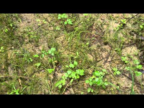 Bombina variegata VII: sárgahasú unka - izvoras cu burta galbenă - yellow-bellied toad