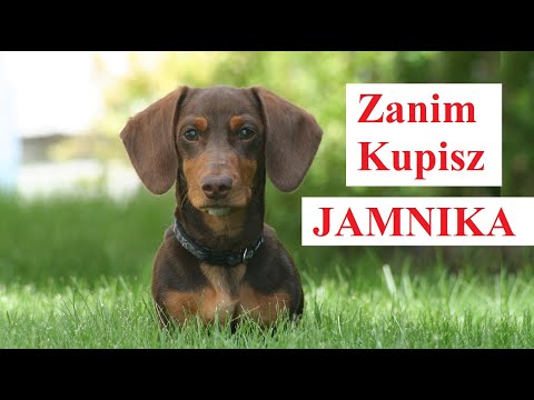 Before You Buy a Dachshund