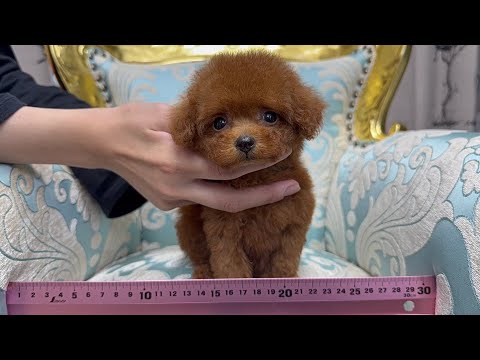 YouTube動画のサムネイル