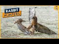 Top 5 Predators Vs Rabbit Attacks Eagle Vs Rabbit Cheetah Vs Rabbit Amazing Footage