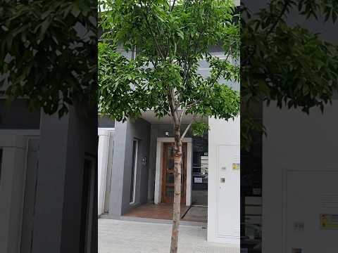 Video de la propiedad