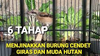 Download lagu 6 STEPS TO TAMING A YOUNG FOREST CENDET OR CENDET GIRAS mp3