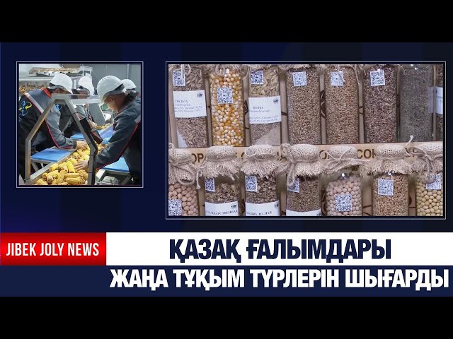 Қазақ ғалымдары жаңа тұқым түрлерін шығарды