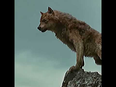 Twilight wolves edit | Touch It | #wolfwarriors #wolfedits #edit #thetwilightsaga