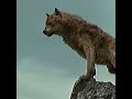 Twilight wolves edit | Touch It | #wolfwarriors #wolfedits #edit #thetwilightsaga