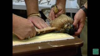 Made in Texas #60 (1991)