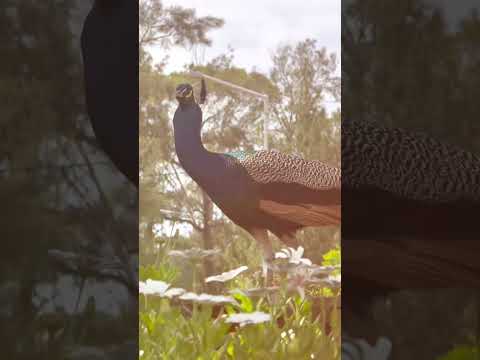 El Parque Mitá Rorï te espera para compartir en familia. ¡Curuzú Cuatiá, con vos!