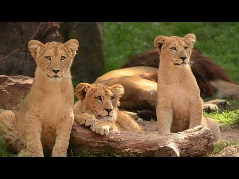 The REAL Lion Family Dynamics Caught on Camera!