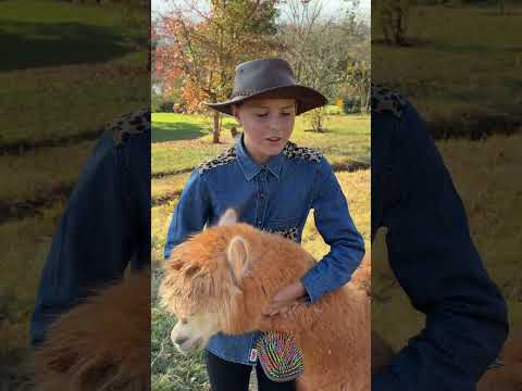 Magic my alpaca often needs to be groomed - today is hair salon day! 🤩🙌🏻