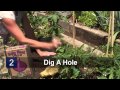 San Marzano Tomatoes Grown In Usa Free Download Youtube Audio Mp3 and
Mp4