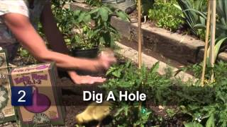 How to Grow San Marzano Tomatoes