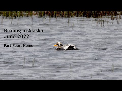 Birding in Alaska 2022 - Part Four: Nome