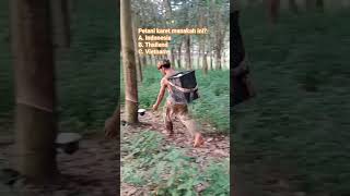 Download lagu Rahasia Sukses Petani Karet #petanikaret #karet #pupukcair #anaktanibt #hutan #petanilokal #unik mp3