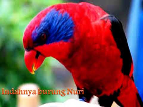 download lagu mp3 mp4 Kicau Masteran Burung Nuri, download lagu Kicau Masteran Burung Nuri gratis, unduh video klip Kicau Masteran Burung Nuri
