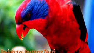 Download lagu Merdunya Kicauan Burung nuri kepala merah Bermata Biru... mp3