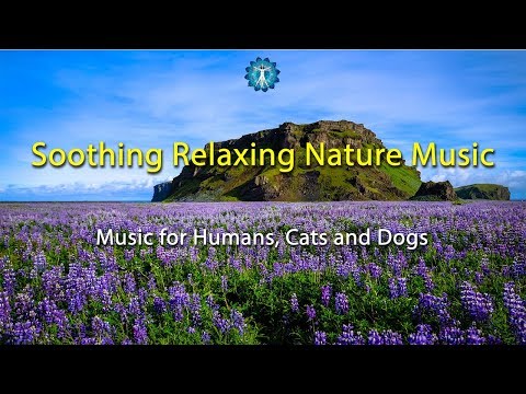 BEST MUSIC FOR PETS Relaxing Nature Music - Music for Humans, Cats and Dogs