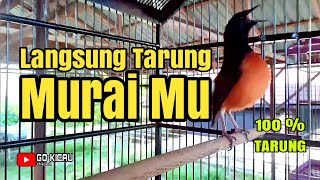 Download lagu TES MENTAL MURAI BORNEO || TIDAK BISA DIAM DENGAR SUARANYA || PASTI LANGSUNG TARUNG 💯 mp3 Download lagu TES MENTAL MURAI BORNEO || TIDAK BISA DIAM DENGAR SUARANYA || PASTI LANGSUNG TARUNG 💯 mp3