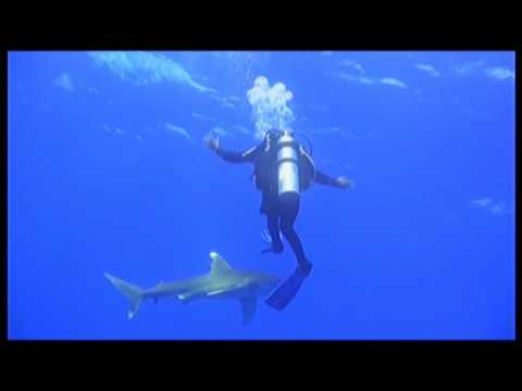 Shark attacking a diver