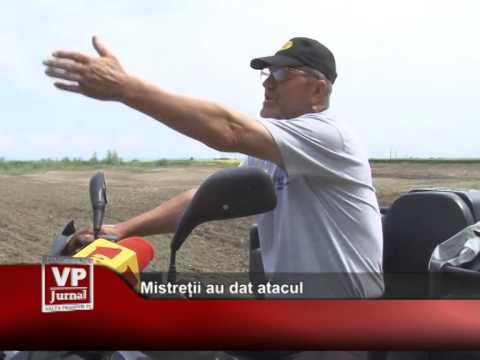 Mistreții au dat atacul