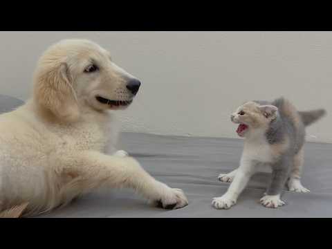YouTube 썸네일
