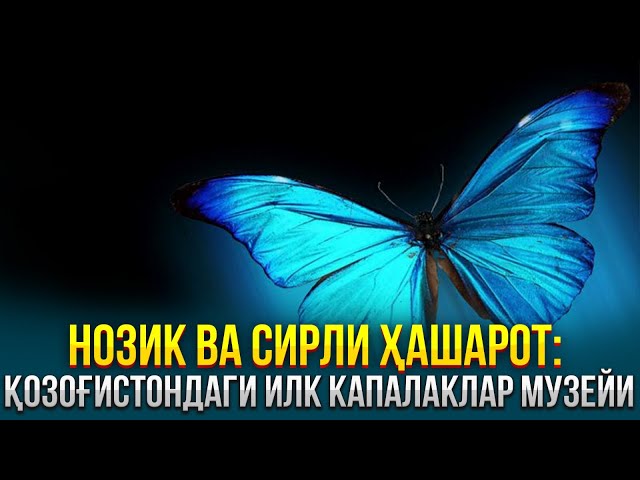 Нозик ва сирли ҳашарот: Қозоғистондаги илк капалаклар музейи