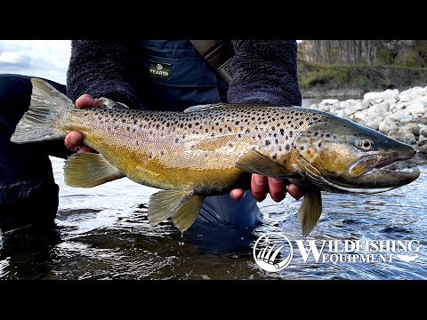 秋の犀川トラウトフィッシング