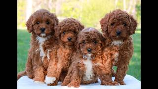 Video preview image #1 Cavapoo (Miniature) Puppy For Sale in LITITZ, PA, USA