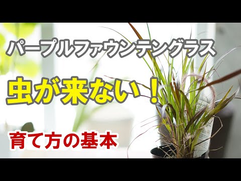 ベアスキングラス、ベアスキンフェスク 植物