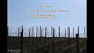 Galerie Fotoserie Februar Weinberge Hackenheim 2023 Rheinhessen