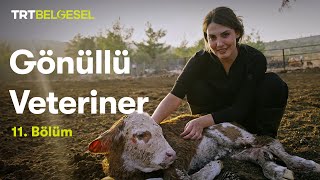 Gönüllü Veteriner | 11. Bölüm | TRT Belgesel
