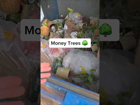 Save the trees!! Do plants really expire? #dumpsterdiving #plant #plants #tree #trees