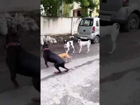 Power of street Dog 😄 #dog #pets #kids #funny #haryana #shorts #trending