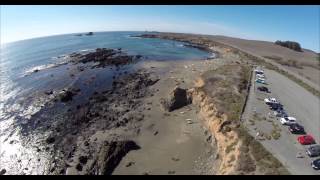 preview picture of video 'Elephant Seals at Piedras Blancas'