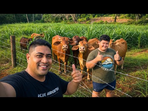 This Grass Will Change Everything!!🌱🐄 | Farming in Samoa 🇼🇸 
