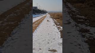 Download lagu 삐진 마루는! 산책이 약! mp3