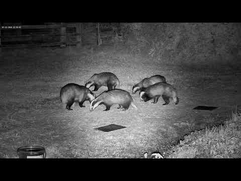 Badger attack and chase