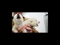 The First Dire Wolf Howl In Over 10 000 Years