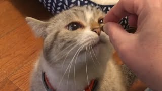 Woman spends 3 years trying to make a cat like her