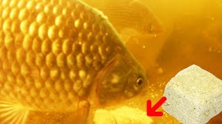 Халва как прикормка для рыбы