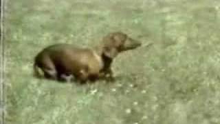 Rusty, the narcoleptic daschund