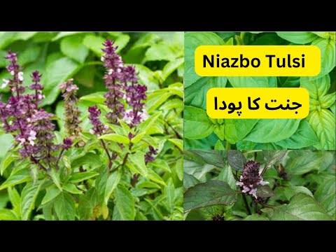NiazboTulsi Niazbo Basil Plant Care & benefits In Urdu And Hindi.| tulsi |#niazbo