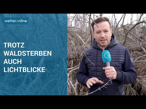 Das Waldsterben geht weiter (31.03.2021)