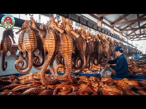 How SEAHORSES Are Raised with Advanced Technology - The Secret Of Seahorse Farming in China!
