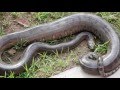 9 Foot Green Anaconda Captured And Killed In Florida