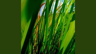 Download lagu Didia Ho Among mp3