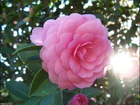 Camelia Japanica  ||  #कैमेलिया #जापानिका ||