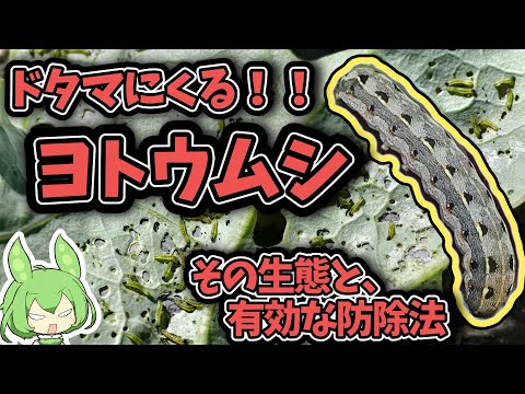 アルドロヴァンダ・ベシクロサ