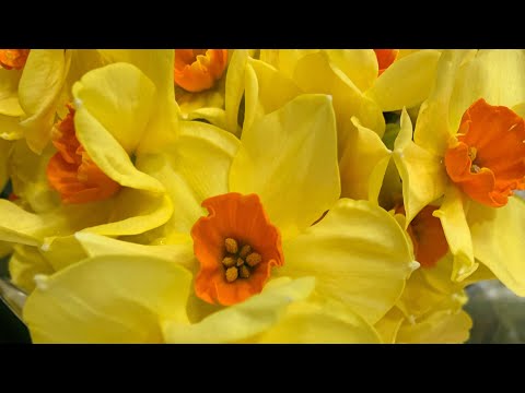 Britain’s flowers || Mile End  Park Green bridge London|2021